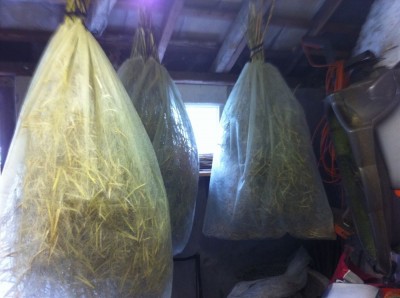 Asparagus Kale seed drying early August