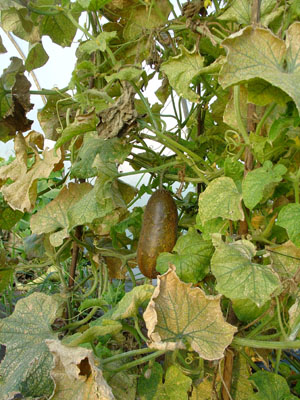 ripe Zanzibar cucumber400
