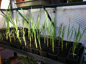 Omani garlic in pots January 2014