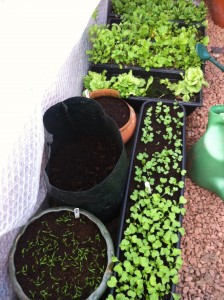 spinach seedlings in foreground, radish and salad crops background