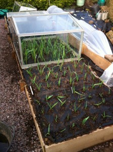 Large cloche contains Omani garlic.  In the foreground is Chesnock Wight and Carcassone Wight