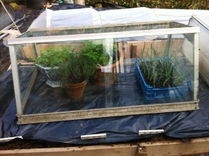 Parsley, thyme and garlic keeping warm and growing on