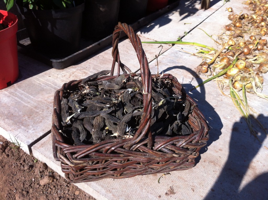 Syrian fava in basket wide