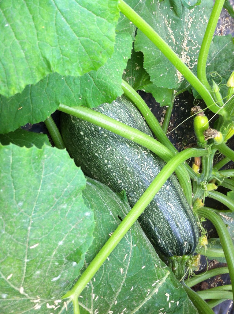 Syrian green courgette ripening