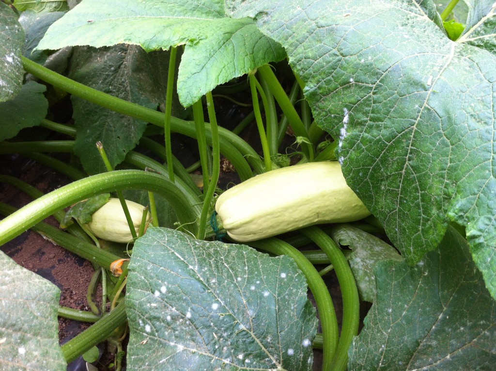 Syrian pale courgette ripening