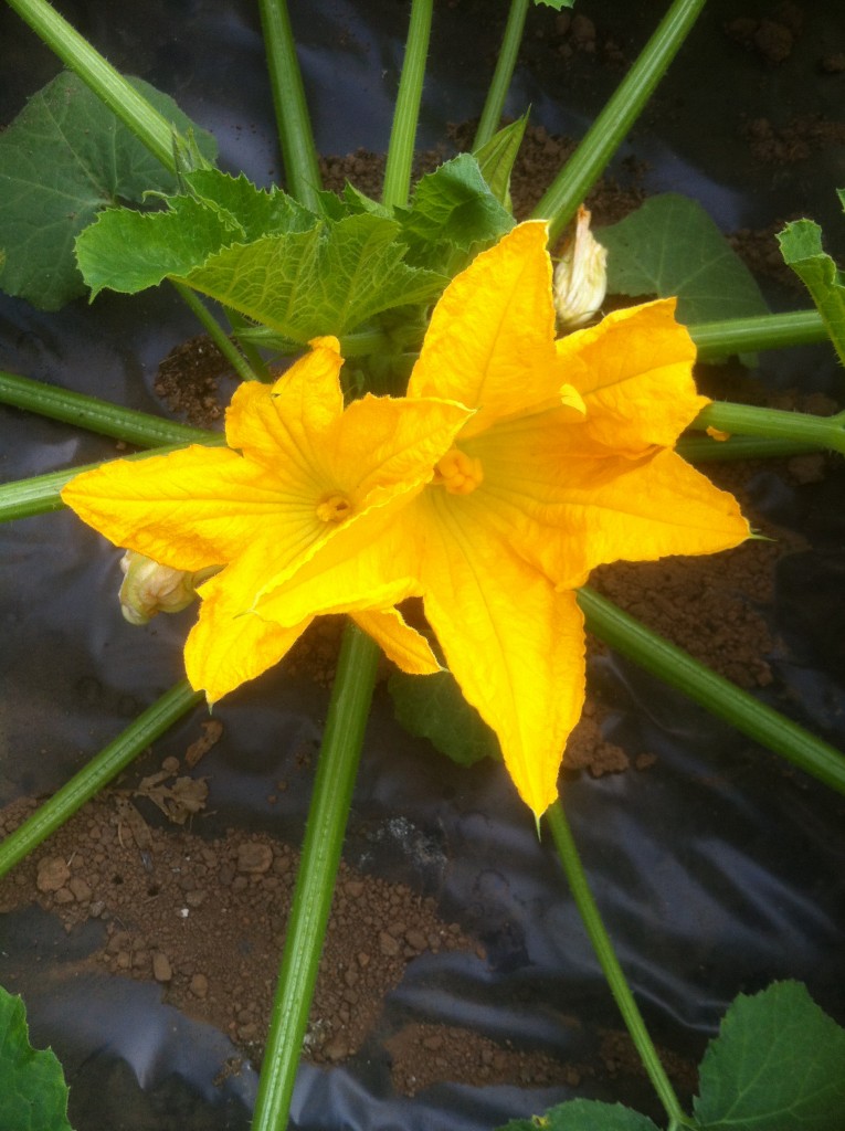 male and female courgette flower cu