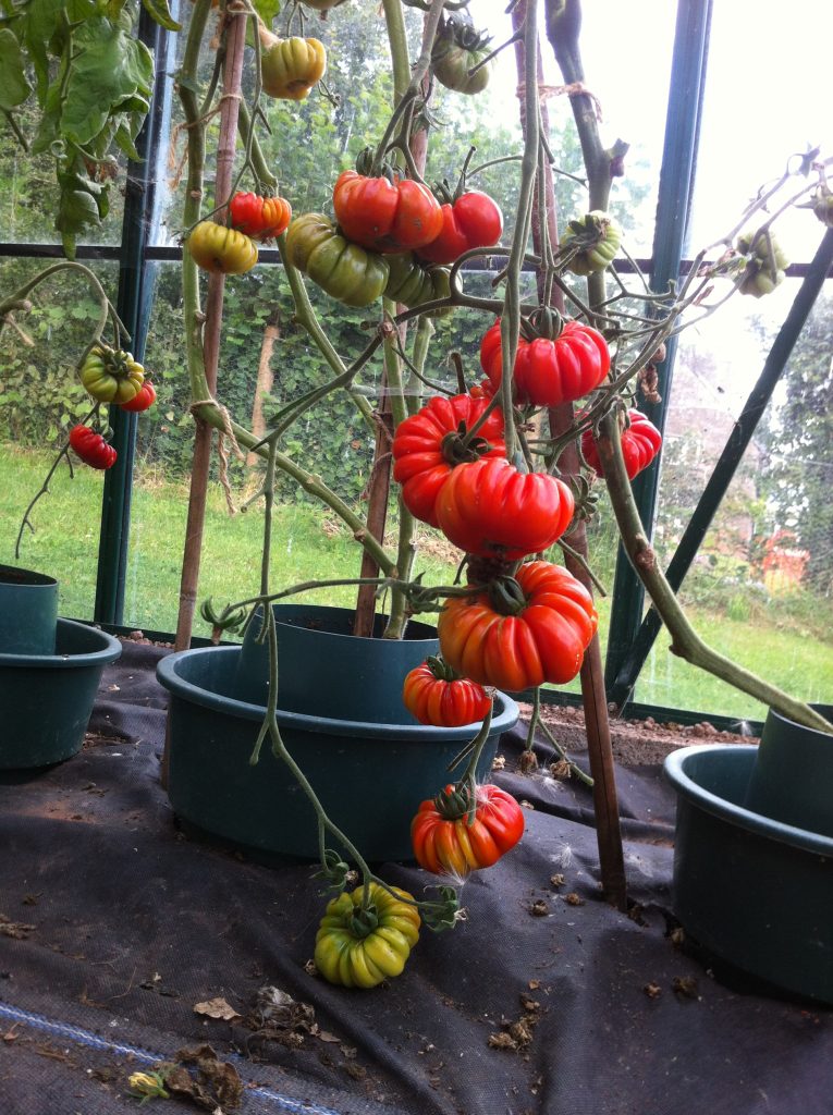 Burmese Sour tomato early August