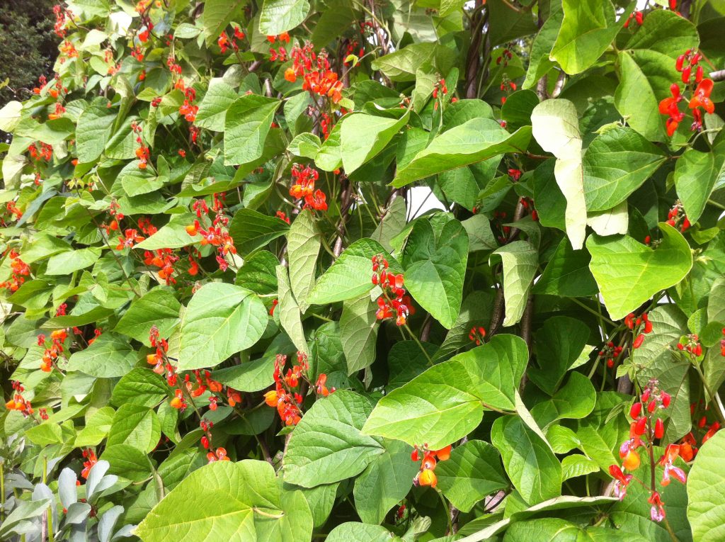 Montacute flowering early July