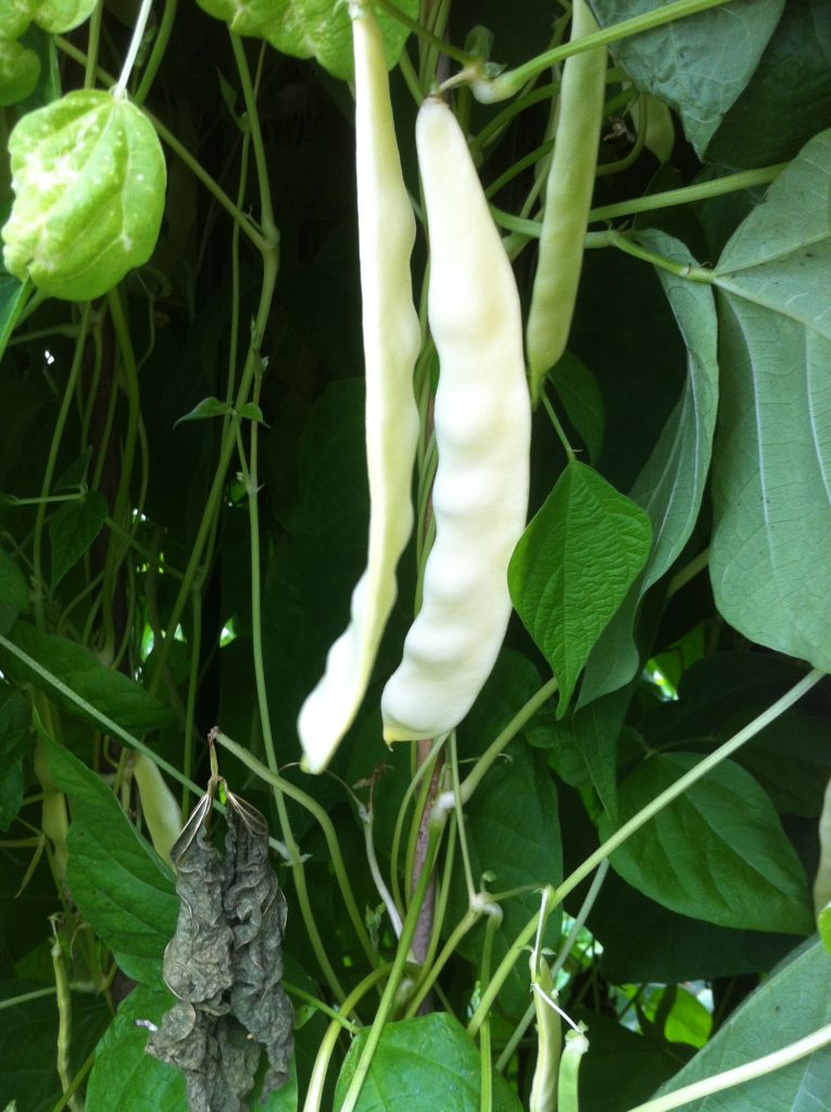 Ray's Butter Bean CU