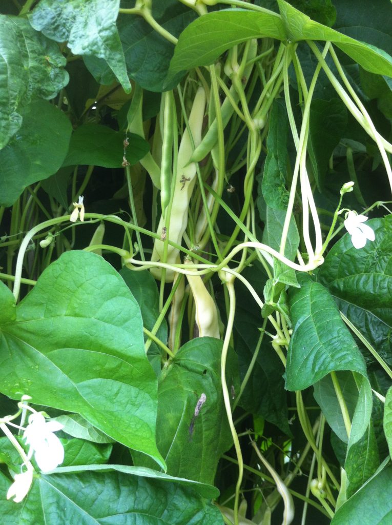 Ray's Butter Bean crop