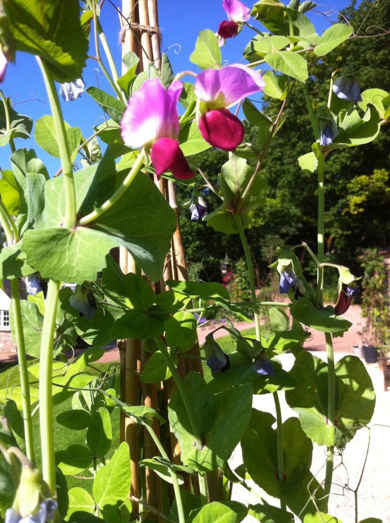 Sutton's Purple Podded flower