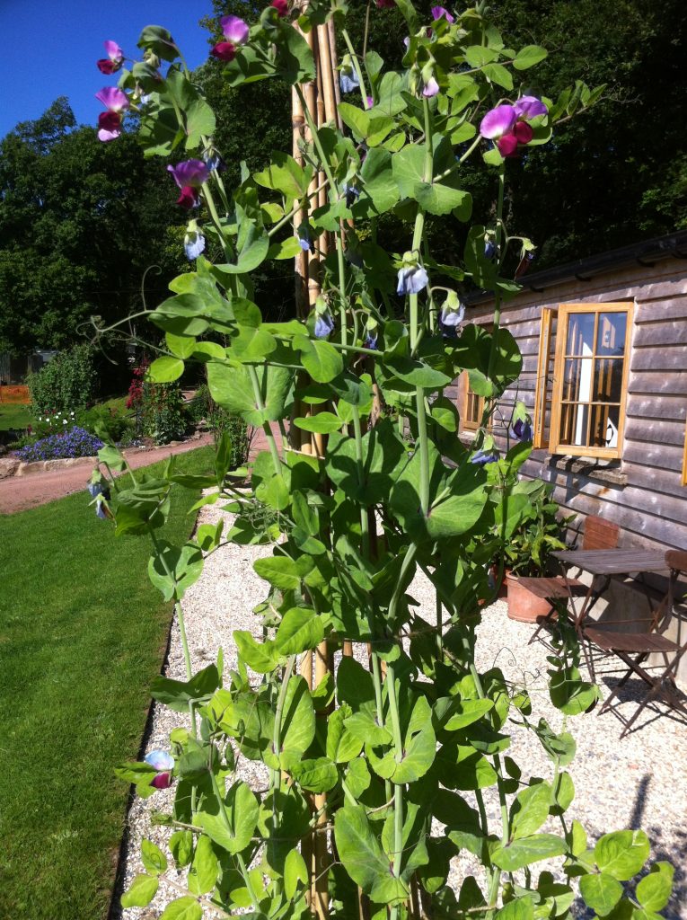 Sutton's Purple podded in tub