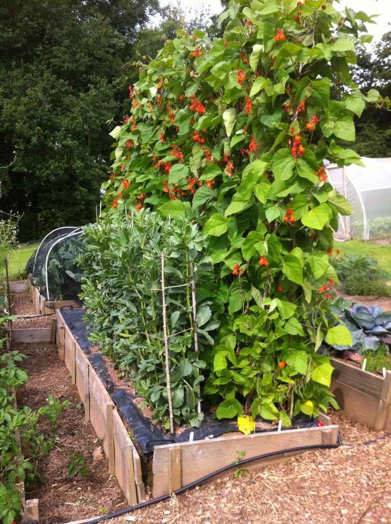 montacute and Purple Queen broad bean early July wide